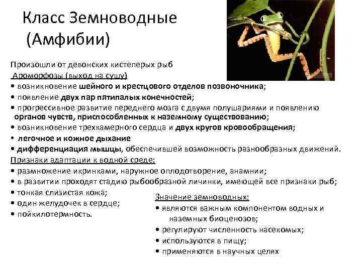 Класс Земноводные (Амфибии) Произошли от девонских кистеперых рыб Ароморфозы (выход на сушу) • возникновение