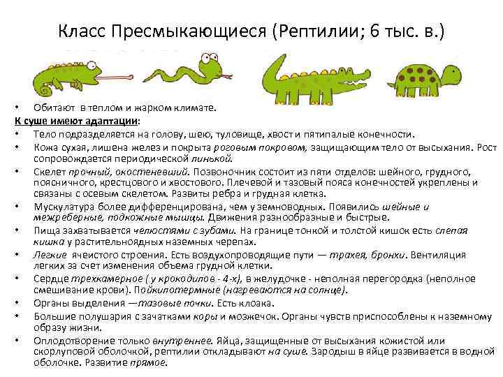 Класс Пресмыкающиеся (Рептилии; 6 тыс. в. ) • Обитают в теплом и жарком климате.