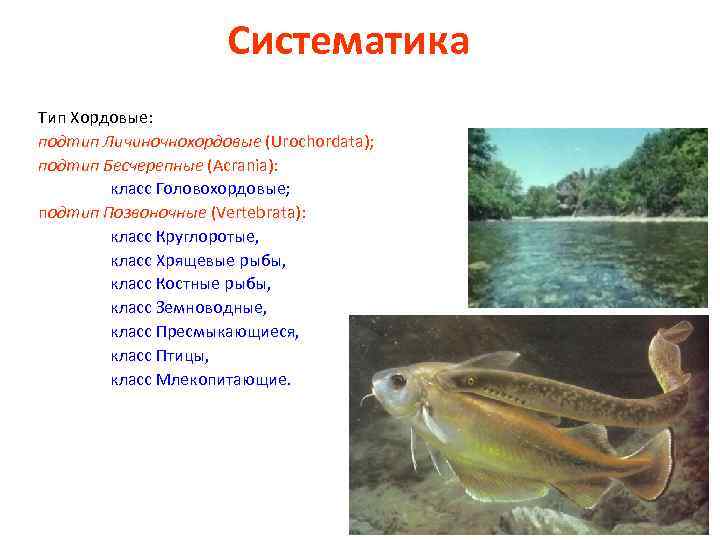 Систематика Тип Хордовые: подтип Личиночнохордовые (Urochordata); подтип Бесчерепные (Acrania): класс Головохордовые; подтип Позвоночные (Vertebrata):