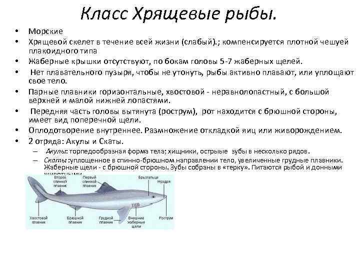 Класс Хрящевые рыбы. • • Морские Хрящевой скелет в течение всей жизни (слабый). ;