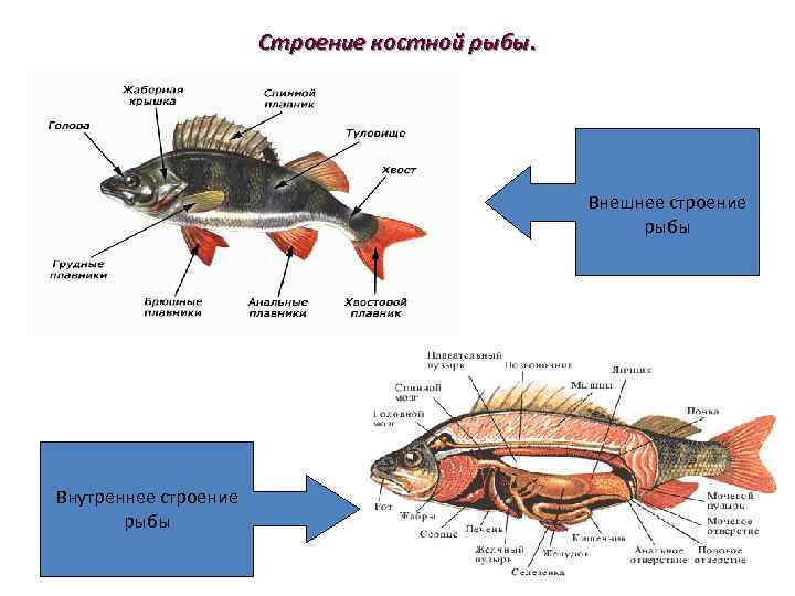 Строение костной рыбы. Внешнее строение рыбы Внутреннее строение рыбы 