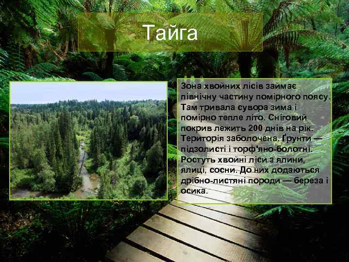 Тайга Зона хвойних лісів займає північну частину помірного поясу. Там тривала сувора зима і