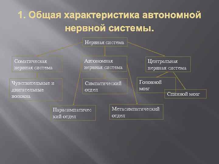 1. Общая характеристика автономной нервной системы. Нервная система Соматическая нервная система Автономная нервная система