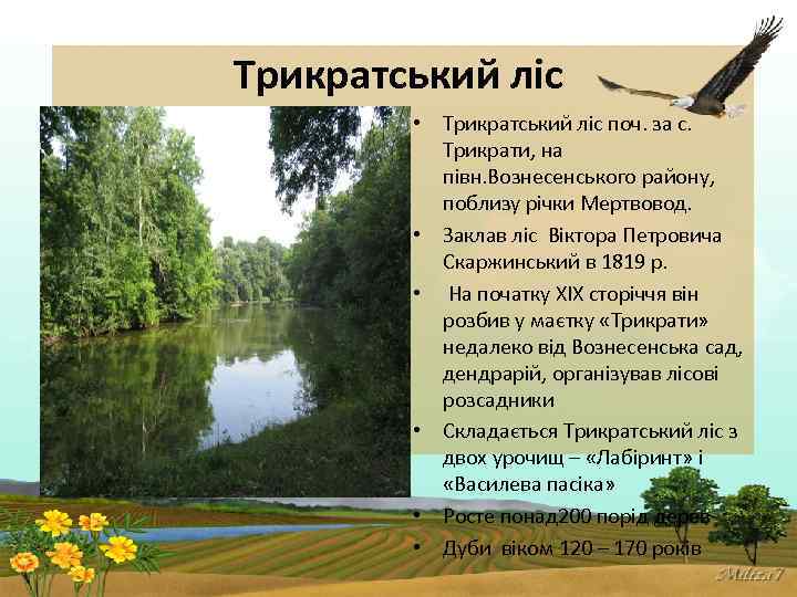 Трикратський ліс • Трикратський ліс поч. за с. Трикрати, на півн. Вознесенського району, поблизу