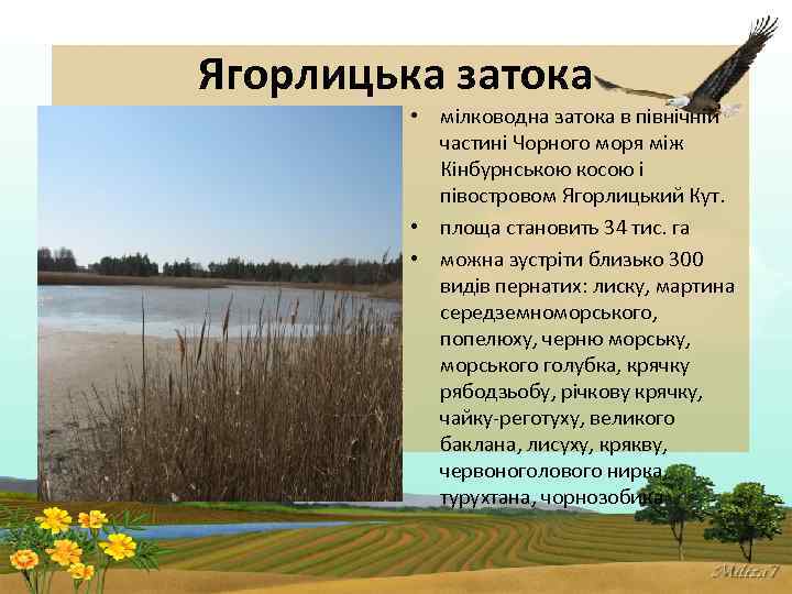 Ягорлицька затока • мілководна затока в північній частині Чорного моря між Кінбурнською косою і