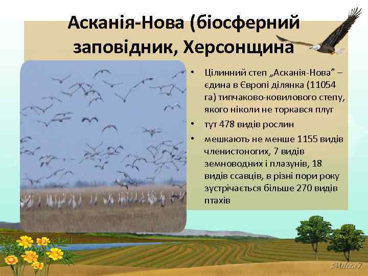 Асканія-Нова (біосферний заповідник, Херсонщина • Цілинний степ „Асканія-Нова” – єдина в Європі ділянка (11054