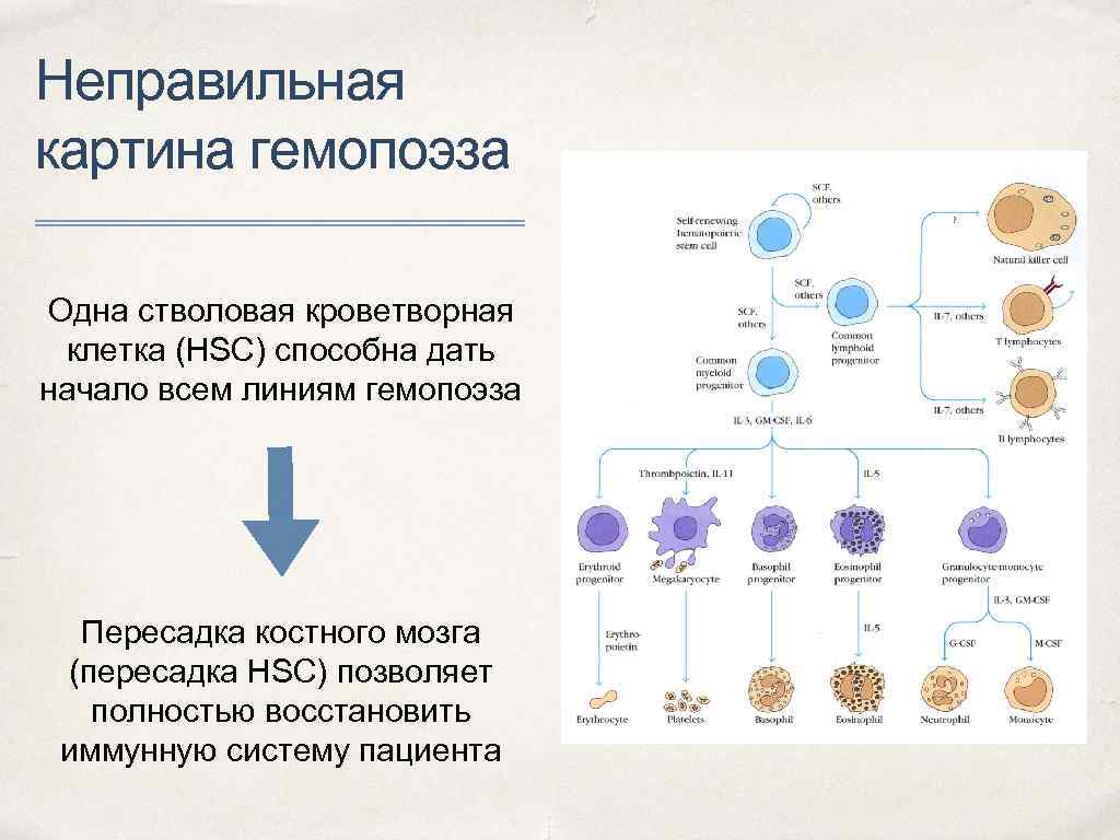 Схема гемопоэза иммунология