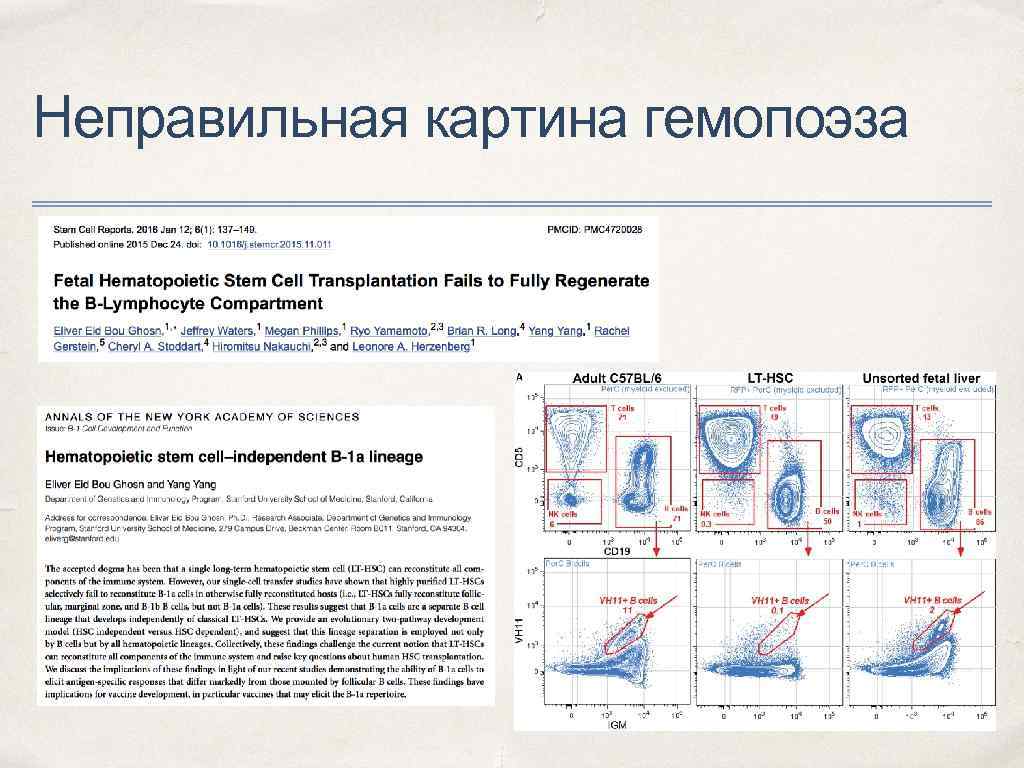 Неправильная картина гемопоэза 