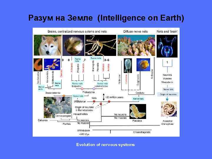 Разум на Земле (Intelligence on Earth) Evolution of nervous systems 