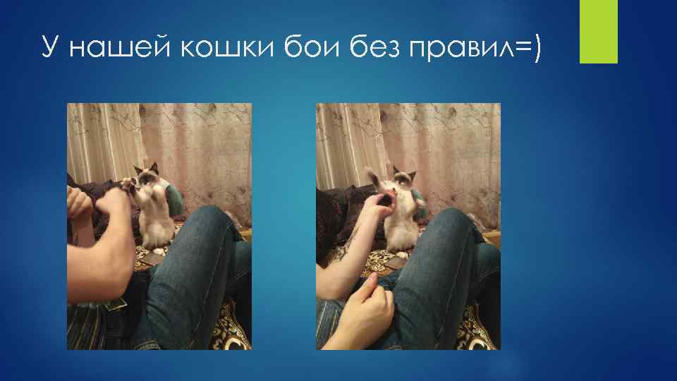 У нашей кошки бои без правил=) 