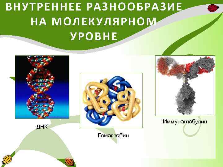 ВНУТРЕННЕЕ РАЗНООБРАЗИЕ НА МОЛЕКУЛЯРНОМ УРОВНЕ • Иммуноглобулин ДНК Гемоглобин 