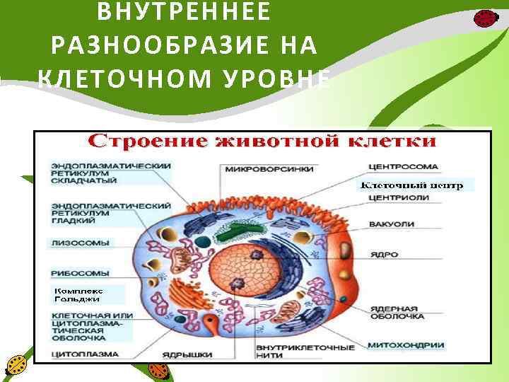 ВНУТРЕННЕЕ РАЗНООБРАЗИЕ НА КЛЕТОЧНОМ УРОВНЕ 