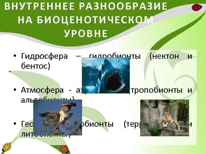 ВНУТРЕННЕЕ РАЗНООБРАЗИЕ НА БИОЦЕНОТИЧЕСКОМ УРОВНЕ • Гидросфера – гидробионты (нектон и бентос) • Атмосфера