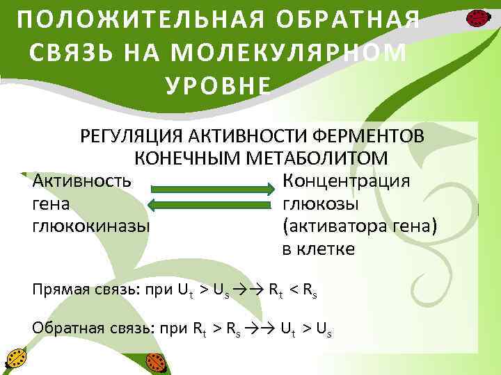 ПОЛОЖИТЕЛЬНАЯ ОБРАТНАЯ СВЯЗЬ НА МОЛЕКУЛЯРНОМ УРОВНЕ РЕГУЛЯЦИЯ АКТИВНОСТИ ФЕРМЕНТОВ КОНЕЧНЫМ МЕТАБОЛИТОМ Активность Концентрация гена