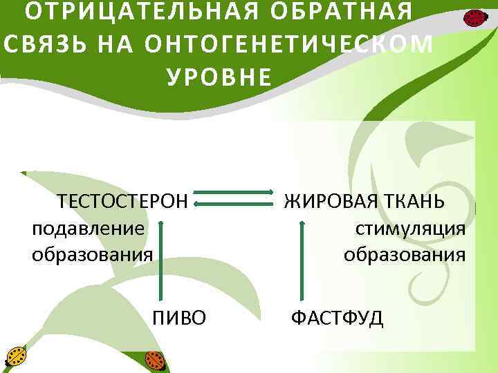 ОТРИЦАТЕЛЬНАЯ ОБРАТНАЯ СВЯЗЬ НА ОНТОГЕНЕТИЧЕСКОМ УРОВНЕ ТЕСТОСТЕРОН ЖИРОВАЯ ТКАНЬ подавление стимуляция образования ПИВО ФАСТФУД