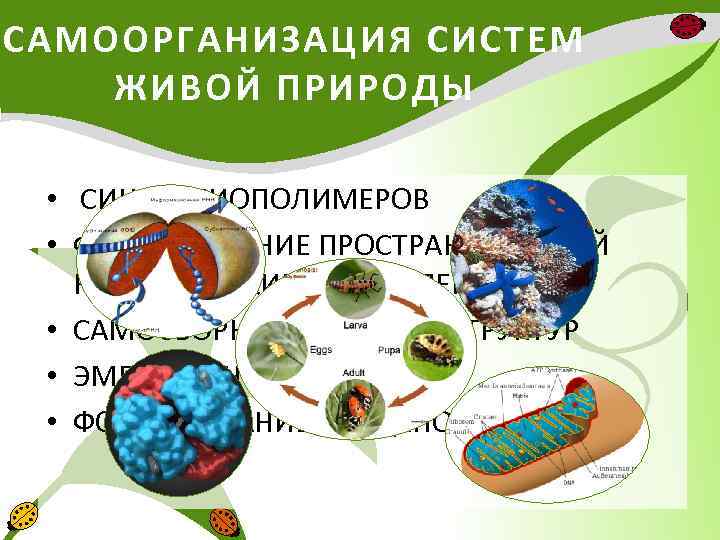 Синтез в природе. Самоорганизация в живой природе. Самоорганизация в живой природе примеры. Примеры самоорганизации в природе. Пример самоорганизации живой системы.