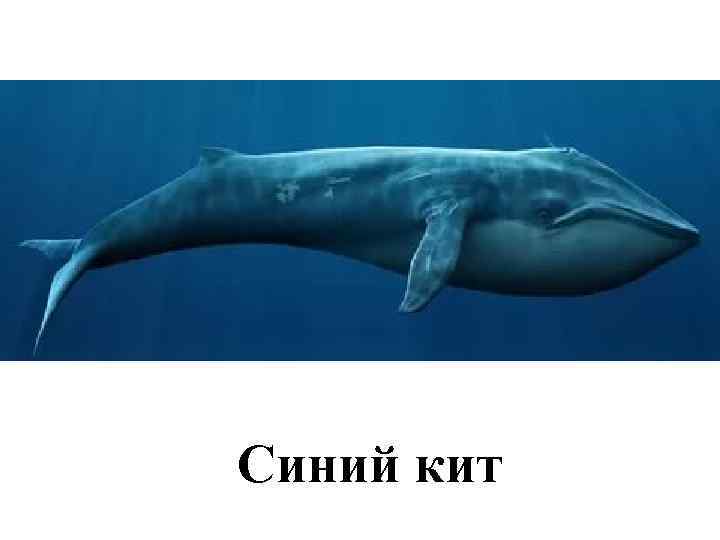 Синий кит 