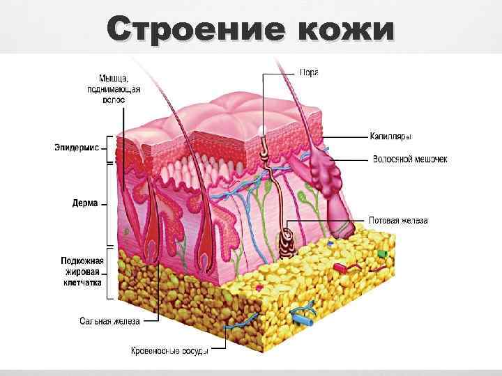 Строение кожи 
