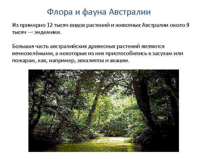 Флора и фауна Австралии Из примерно 12 тысяч видов растений и животных Австралии около