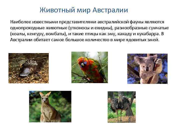 Животный мир Австралии Наиболее известными представителями австралийской фауны являются однопроходные животные (утконосы и ехидны),