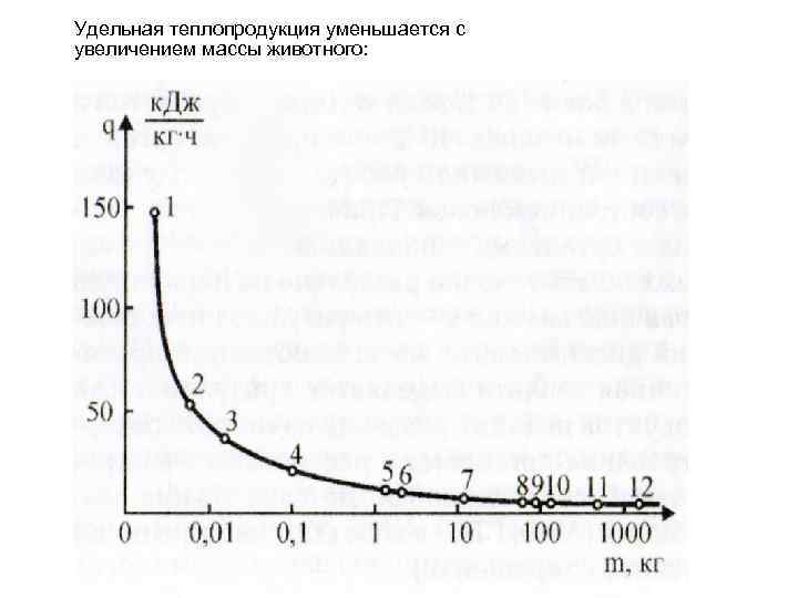 Удельная теплопродукция уменьшается с увеличением массы животного: 