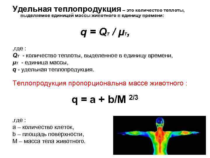 Удельная теплопродукция – это количество теплоты, выделяемое единицей массы животного в единицу времени: q=Q