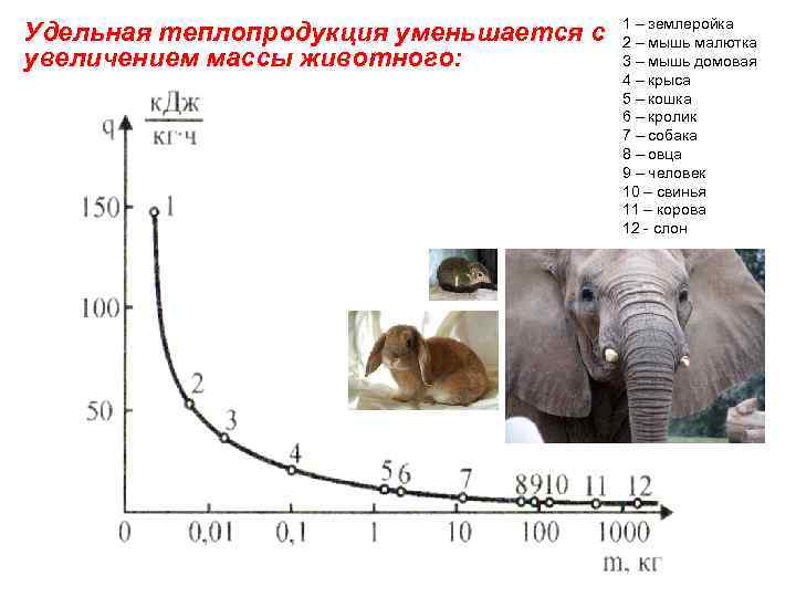 Удельная теплопродукция уменьшается с увеличением массы животного: 1 – землеройка 2 – мышь малютка