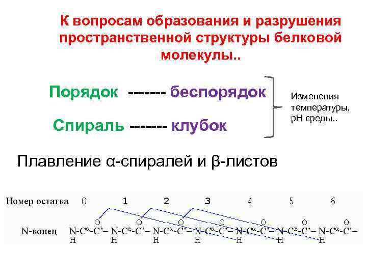 Молекулярный порядок. Образование пространственной структуры. Переход спираль клубок. Процесс разрушения пространственной структуры белковой молекулы. Фазовые переходы в белках.