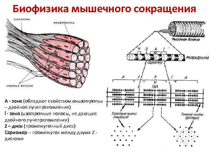 Сокращение мышечного волокна. Строение мышечного волокна биофизика. Механизм мышечного сокращения биофизика. Ультра строения мышц биофизика. Какова биофизическая основа мышечного сокращения?.