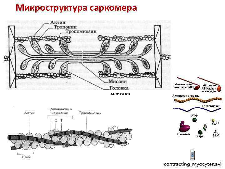 Микроструктура саркомера мостика 