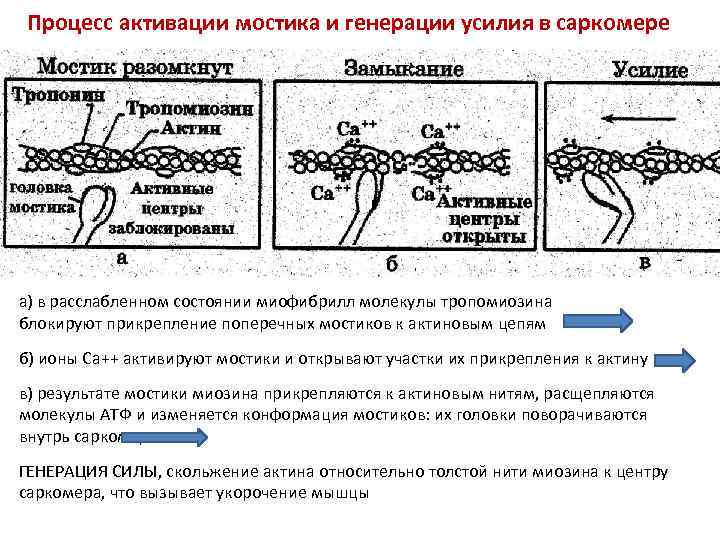 Процесс активации мостика и генерации усилия в саркомере а) в расслабленном состоянии миофибрилл молекулы