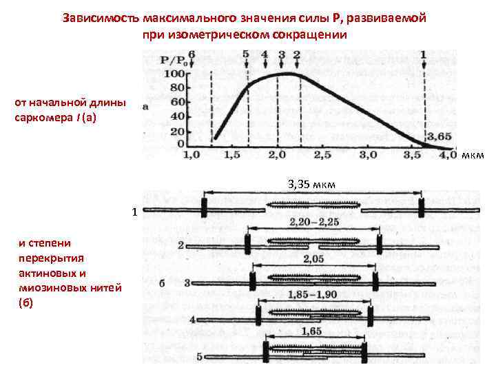 Максимальное значение силы. Зависимость силы сокращения мышцы от ее исходной длины. Зависимость силы сокращения от длины саркомера. Зависимость между силой мышечного сокращения и длиной саркомера. Величина сокращения мышцы зависит от.
