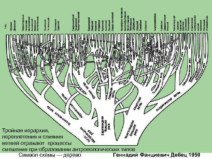 Мир схема. Расовая классификация Дебеца. Схема Дебеца. Древо рас. Классификация рас г.ф.Дебеца.