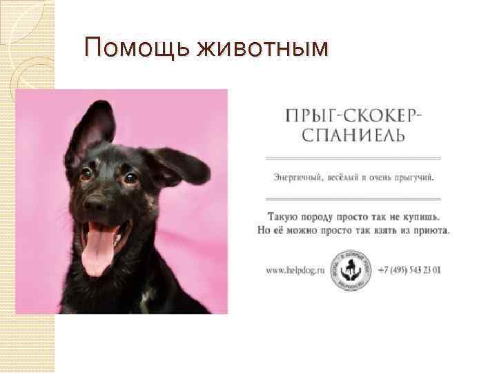 Помощь животным 