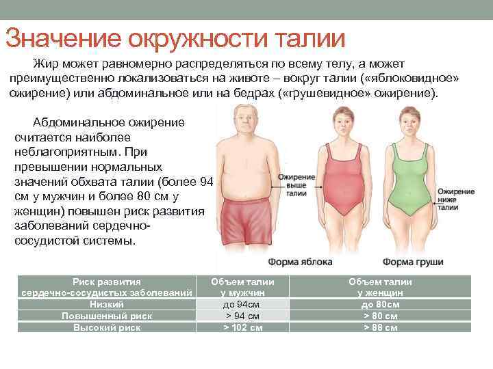 Значение окружности талии Жир может равномерно распределяться по всему телу, а может преимущественно локализоваться