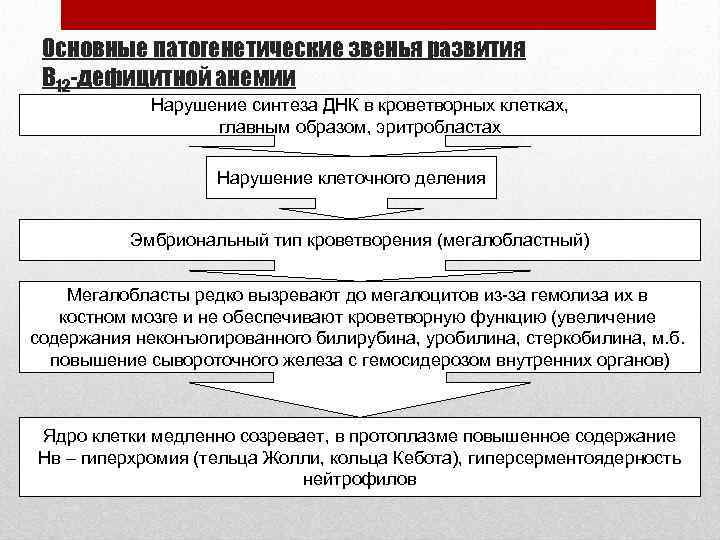 Основные патогенетические звенья развития В 12 -дефицитной анемии Нарушение синтеза ДНК в кроветворных клетках,