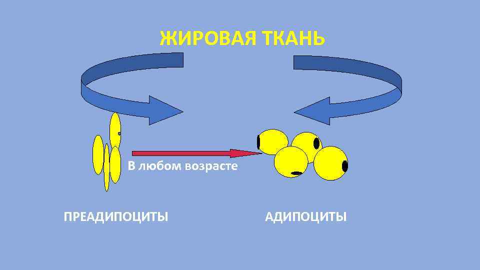 ЖИРОВАЯ ТКАНЬ В любом возрасте ПРЕАДИПОЦИТЫ 