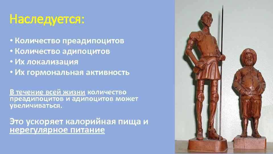 Наследуется: • Количество преадипоцитов • Количество адипоцитов • Их локализация • Их гормональная активность