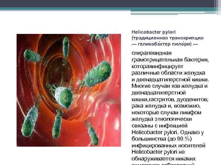 Helicobacter pylori (традиционная транскрипция — геликоба ктер пило ри) — спиралевидная грамотрицательная бактерия, котораяинфицирует