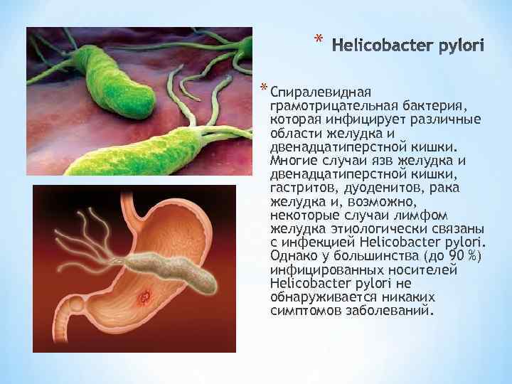 * * Спиралевидная грамотрицательная бактерия, которая инфицирует различные области желудка и двенадцатиперстной кишки. Многие