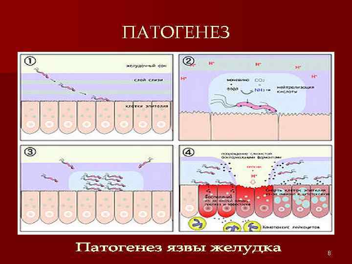 ПАТОГЕНЕЗ 8 