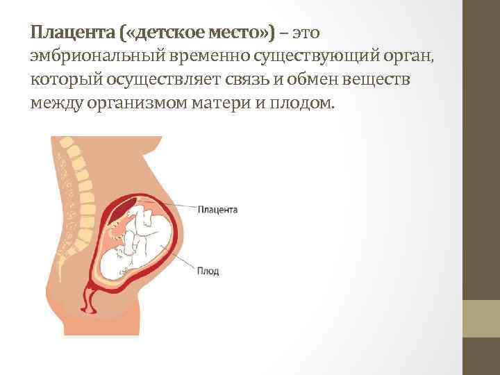 Плацента ( «детское место» ) – это эмбриональный временно существующий орган, который осуществляет связь