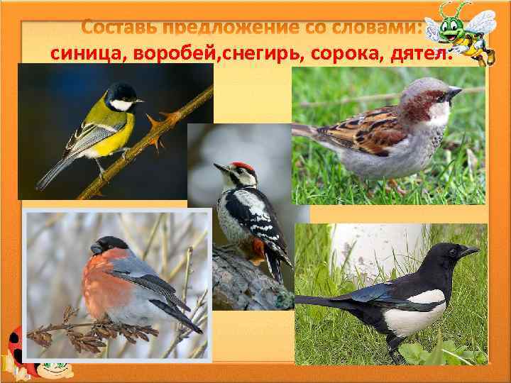 синица, воробей, снегирь, сорока, дятел. 