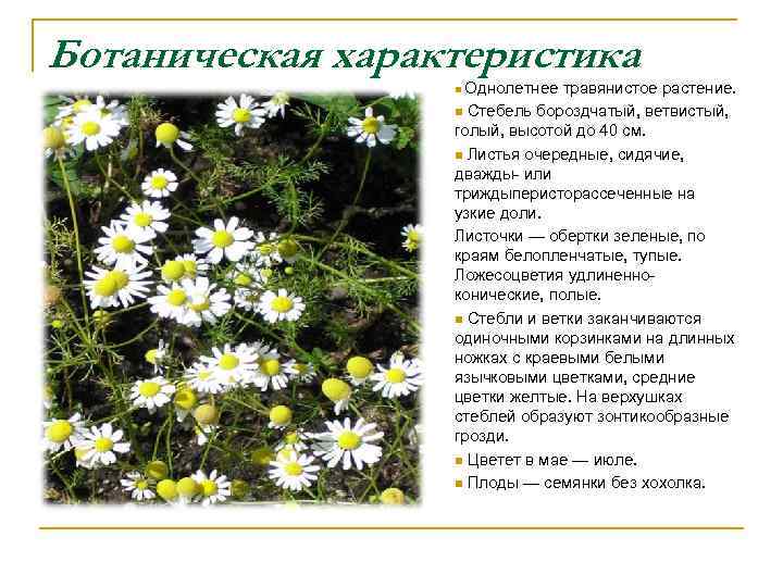 Ботаническая характеристика Однолетнее травянистое растение. n Стебель бороздчатый, ветвистый, голый, высотой до 40 см.