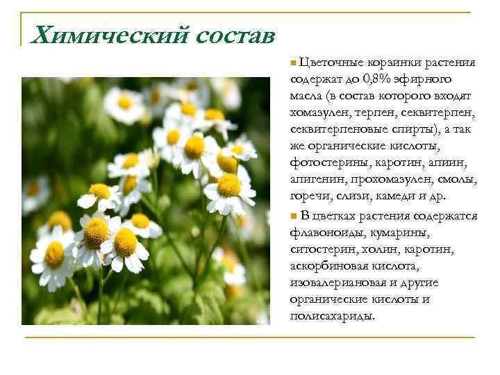 Химический состав Цветочные корзинки растения содержат до 0, 8% эфирного масла (в состав которого
