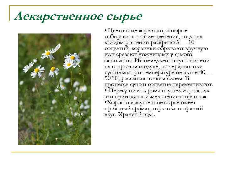 Лекарственное сырье • Цветочные корзинки, которые собирают в начале цветения, когда на каждом растении