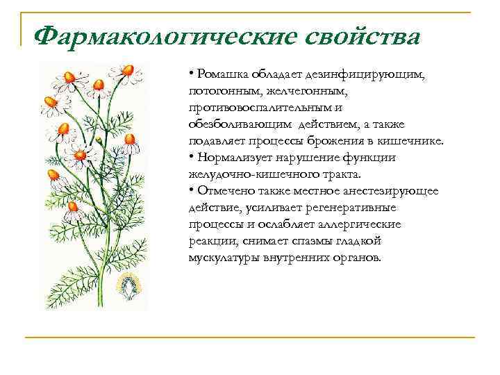 Фармакологические свойства • Ромашка обладает дезинфицирующим, потогонным, желчегонным, противовоспалительным и обезболивающим действием, а также