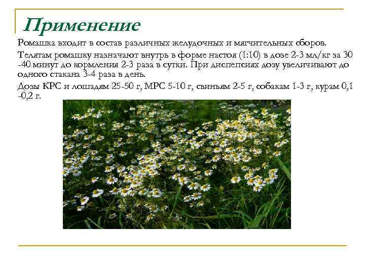Применение Ромашка входит в состав различных желудочных и мягчительных сборов. Телятам ромашку назначают внутрь