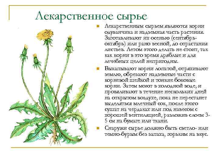 Лекарственное сырье n n n Лекарственным сырьем являются корни одуванчика и надземная часть растения.