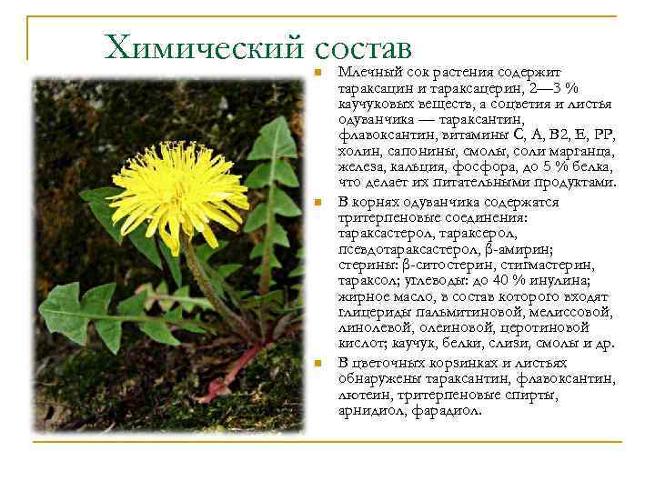 Химический составсок растения содержит Млечный n n n тараксацин и тараксацерин, 2— 3 %